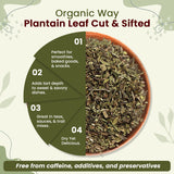 Plantain Leaf Cut and Sifted | European Wild-Harvest | Kosher Certified | Non GMO & USDA Certified